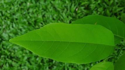 green leaf with water drops