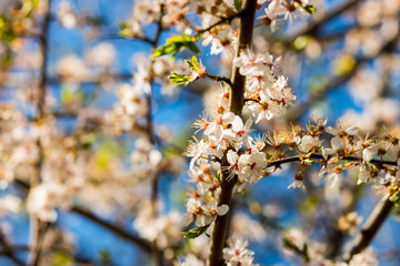 Apple tree with white flowers
