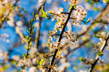 Apple tree with white flowers
