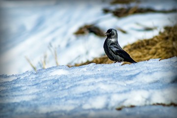 A beautiful black bird with white eyes and a black beak stands on a hillside in the snow