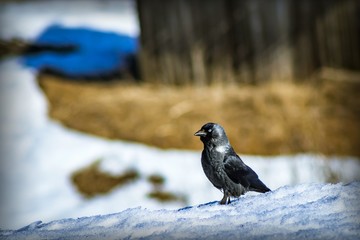A beautiful black bird with white eyes and a black beak stands on a hillside in the snow