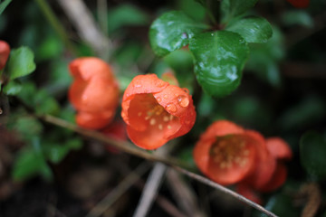 Early spring blooms Texas Scarlet Flowering Quince (Japanese chaenomeles) orange or red flowers with raindrops on the petals. Selective focus. Blurred green background.