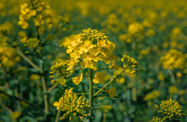 rapeseed flower. farm plant for oil production