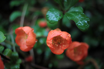 Early spring blooms Texas Scarlet Flowering Quince (Japanese chaenomeles) orange or red flowers with raindrops on the petals. Selective focus. Blurred green background.