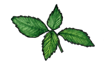 Watercolor illustration of green basil, branch on a white background