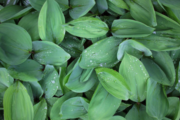 Fototapeta premium Green leaves natural background. Lily of the valley (Convallaria majalis) in the spring forest after rain. Top view. 