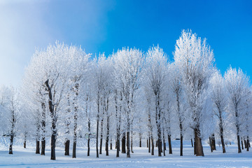 winter trees covered with frost Winter Branch