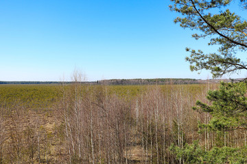 Young swamp. A plot of terrain characterized by excessive moisture, a hygrophilous living ground cover. Selective focus.