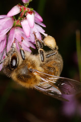 Bee, Honeybee, Heather, Caluna vulgaris, Germany, Europe