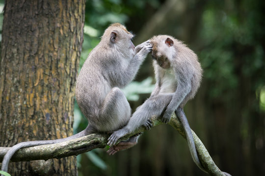 Monos y piojos