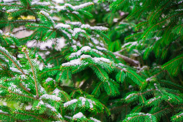 spruce covered with snow.  Gardening. landscaping. Fir-tree