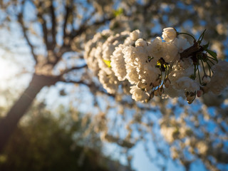 Apfelblüte