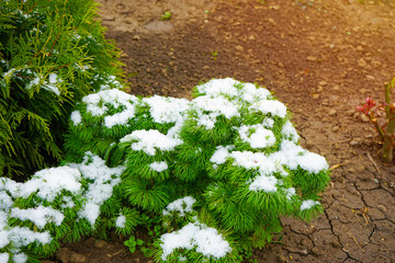 spruce covered with snow.  Gardening. landscaping. Fir-tree, juniper, arborvitae, pine tree