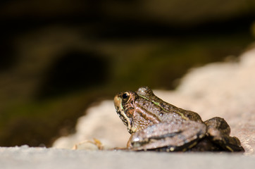 Perez's frog Pelophylax perezi. The Nublo Rural Park. Tejeda. Gran Canaria. Canary Islands. Spain.