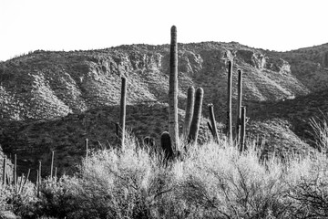 a black and white landscape of saguaros in Arizona