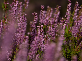 Close up of beautiful blooming purple heather flower. Selective focus.
