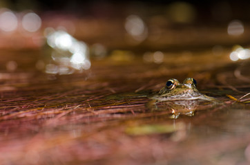 Perez's frog Pelophylax perezi in a pond. The Nublo Rural Park. Tejeda. Gran Canaria. Canary Islands. Spain.