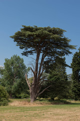 Green Foliage and Cones of an Evergreen Coniferous Cedar of Lebanon Tree (Cedrus libani) Growing in a Garden in Rural Devon, England, UK