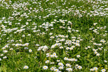 Field With Daisies in Spring Blossom