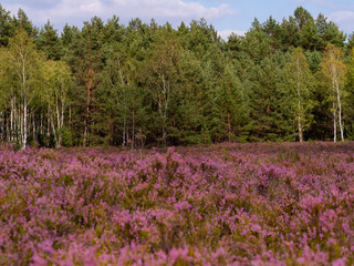 Beautiful heather meadow and forest in the background.