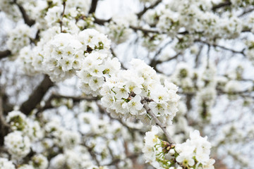 Obraz premium Blooming trees close-up. white blossom tree 