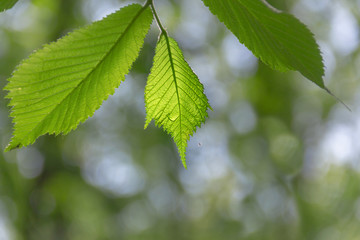 Spring foliage on green bokeh background.