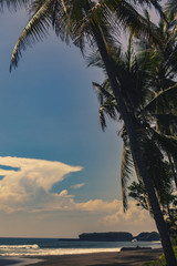 Fototapeta na wymiar Beautiful palm trees by the ocean. Indonesia