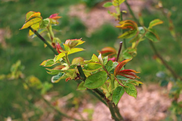 Beautiful young rose branches in spring or summer. Selective focus.