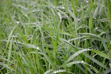 Obraz premium green grass in raindrops natural background