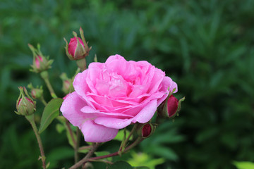 pink rose inflorescence, garden flower.