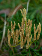 Macro shot of yellow forest saprophyte. Selective focus