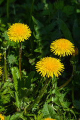 Dandelions.