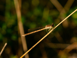 Close up of dragonfly, resting on dry grass. Selective focus