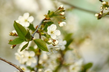 spring cherry blossom 