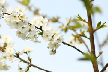spring cherry blossom 