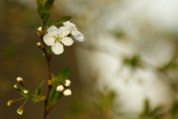 spring cherry blossom 