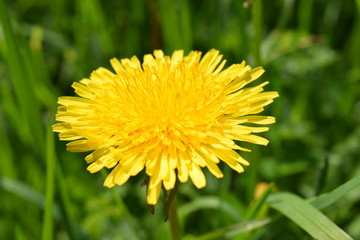 Yellow dandelion flower on a background of green grass close-up 