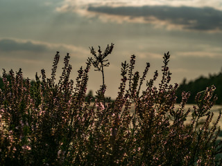 Heather bush growing on dunes of former training military ground. Sunset. Selective focus.