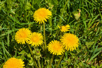 Dandelions.