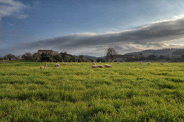 Obraz premium the picturesque surroundings of the island of Mallorca in Spain. Island scenery, view of historic buildings, seascape panorama Majorca Spain, beautiful coast , Mediterranean Sea, Balearic Islands.