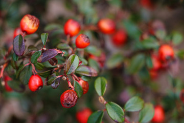 Lingonberry close-up. old small lingonberry. selective focus.