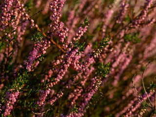 Close up of beautiful blooming purple heather flower. Selective focus.