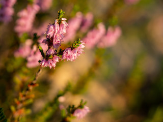 Close up of beautiful blooming purple heather flower. Selective focus.