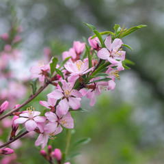 Obraz na płótnie Canvas Closeup of spring blossom flower on bokeh background. Macro almond blossom tree branch