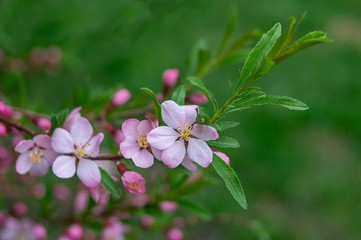 Obraz na płótnie Canvas Closeup of spring blossom flower on blurred green background. Macro almond blossom tree branch