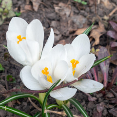 Obraz premium Macro photo white spring blooming crocus flowers. Closeup of white crocuses