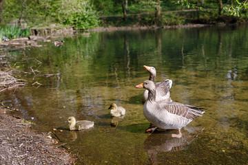 Fototapeta premium Wild geese family on a lake, group of water birds.