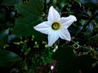 white flower in the garden