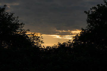 Silhouettes of bushes against an evening sky.