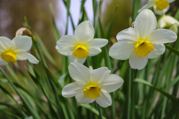 White Daffodil spring blossom in park or garden.